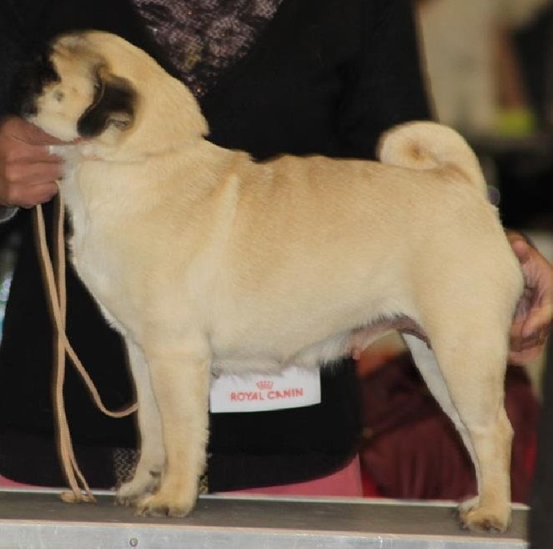 Isil elfique legend des guerriers Cathares - 4eme Exellent