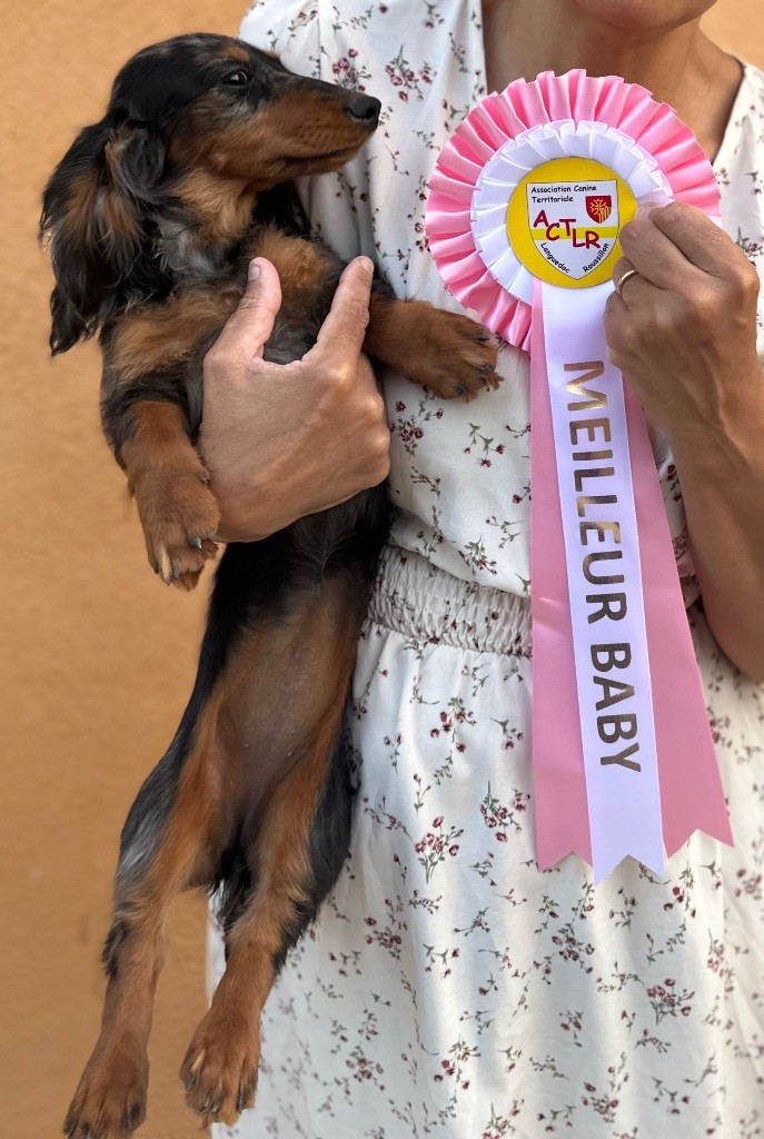 valleydachs Cupcake - MEILLEUR BABY