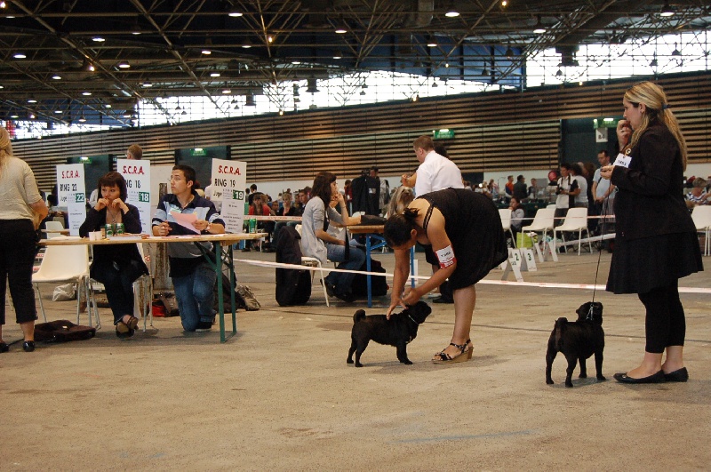 CH. Int. fantagaro des guerriers Cathares - 1er excellent - RCACIB