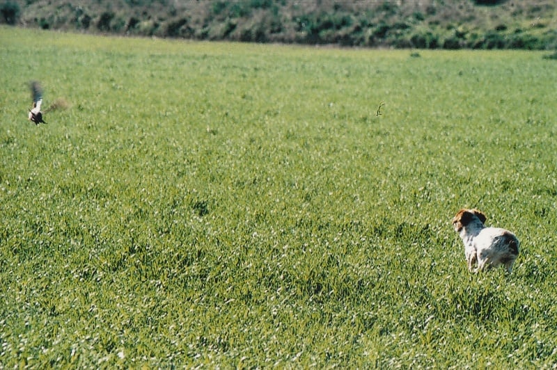 CH. Bisco du pilier des masques - RCACT