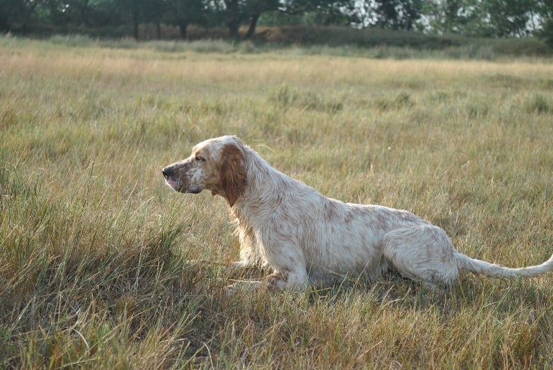 TR. Furie du chemin de la grande draille - 2em EXCELLENT
