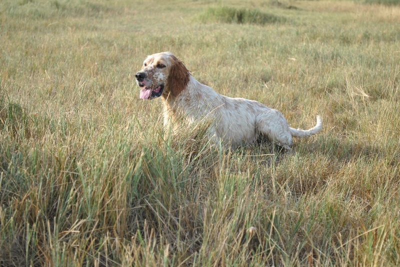 TR. Furie du chemin de la grande draille - EXCELLENT
