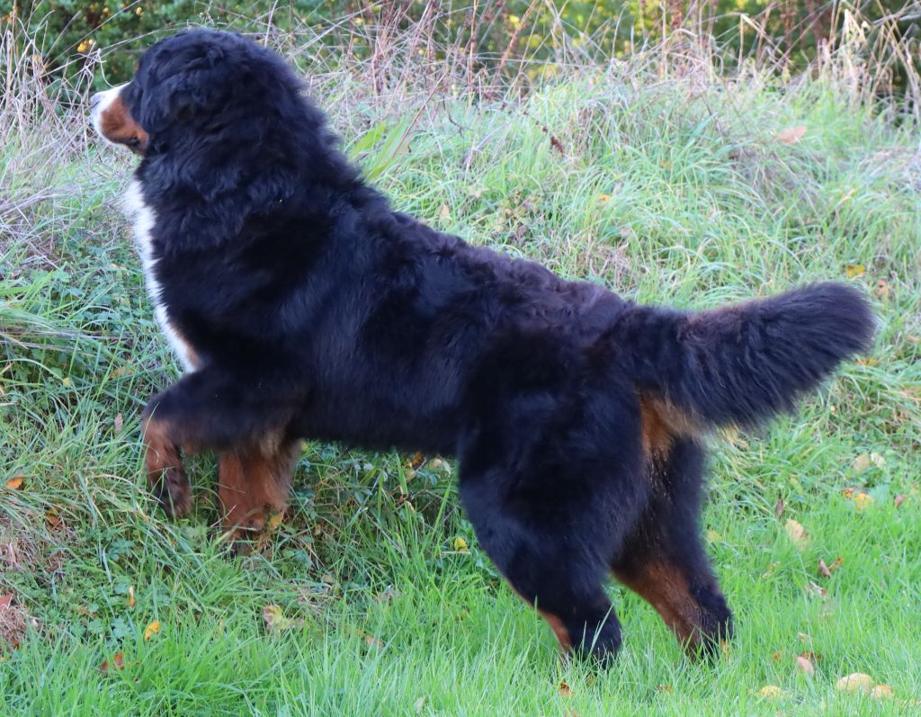 Ugolin De la colline de rilhat