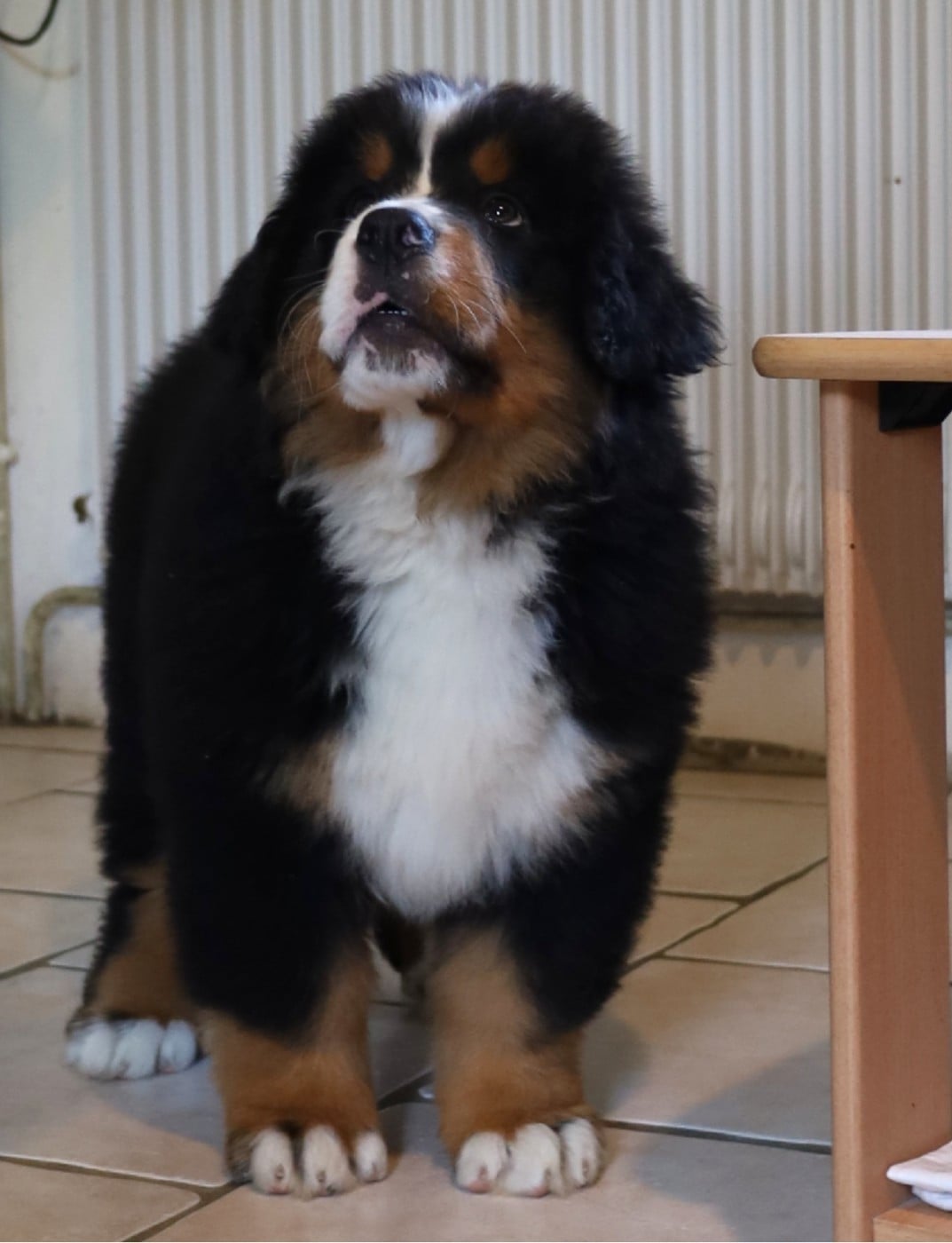 CHIOT 2