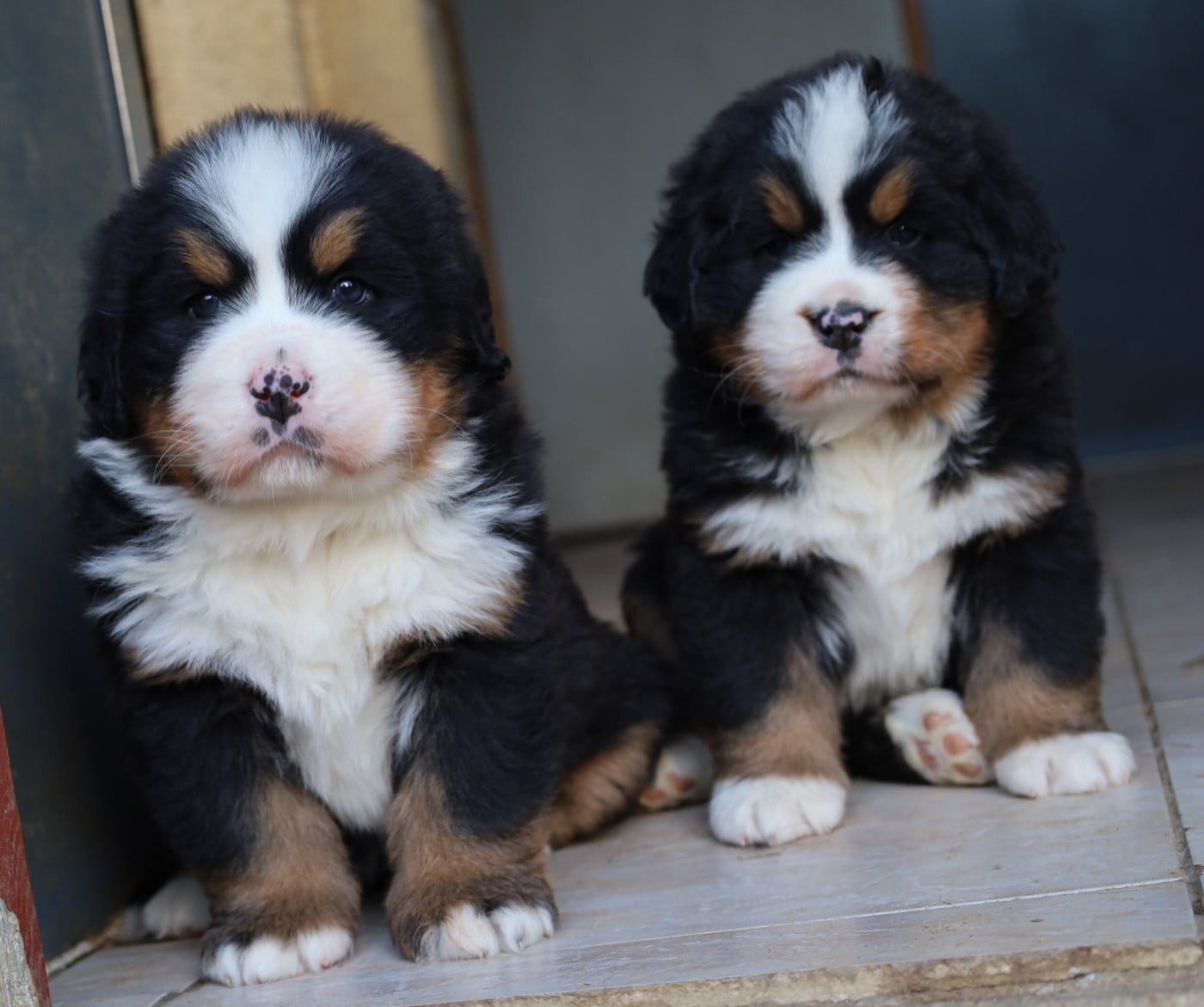 Chiot N°1 - Bouvier Bernois