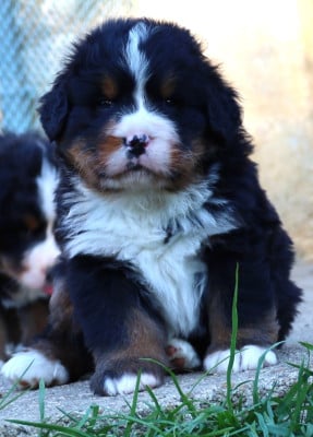 Les chiots de Bouvier Bernois