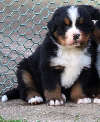 Les chiots de Bouvier Bernois