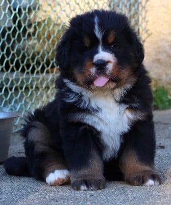 Les chiots de Bouvier Bernois
