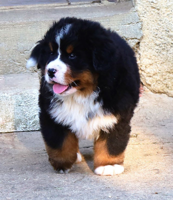 Les chiots de Bouvier Bernois