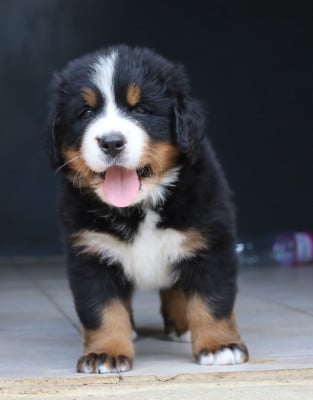 CHIOT 3 - Bouvier Bernois
