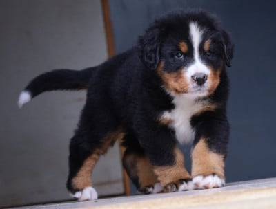 CHIOT 4 - Bouvier Bernois