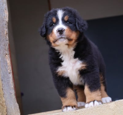 Les chiots de Bouvier Bernois