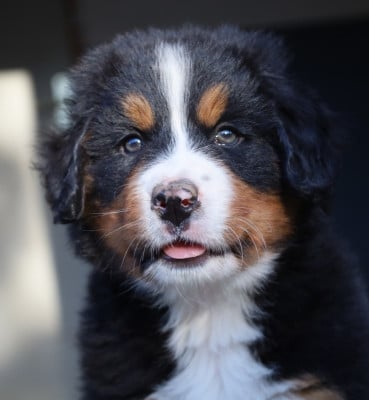Les chiots de Bouvier Bernois