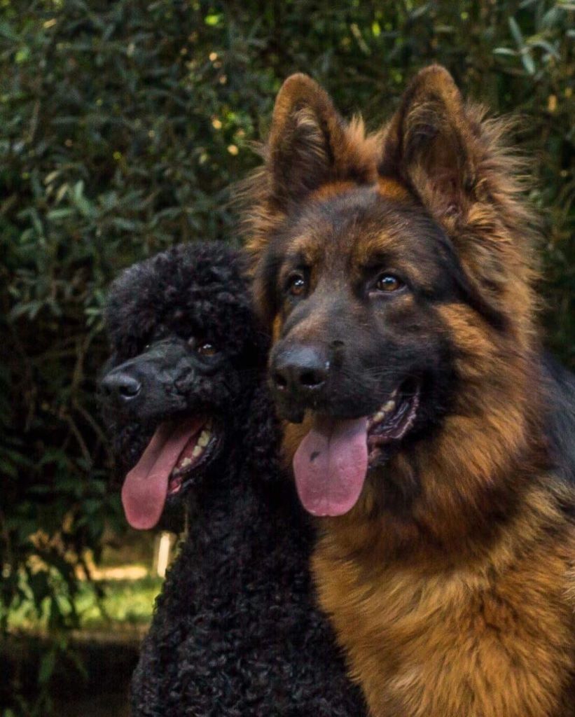 Publication : Du domaine du parc Auteur : Nous