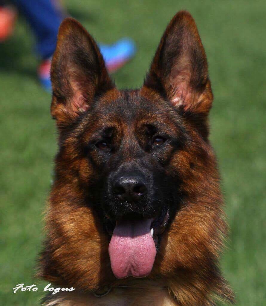 Publication : Du domaine du parc Auteur : Steve gish