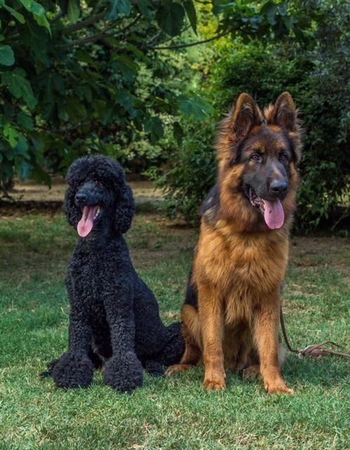 Publication : Du domaine du parc Auteur : Nous