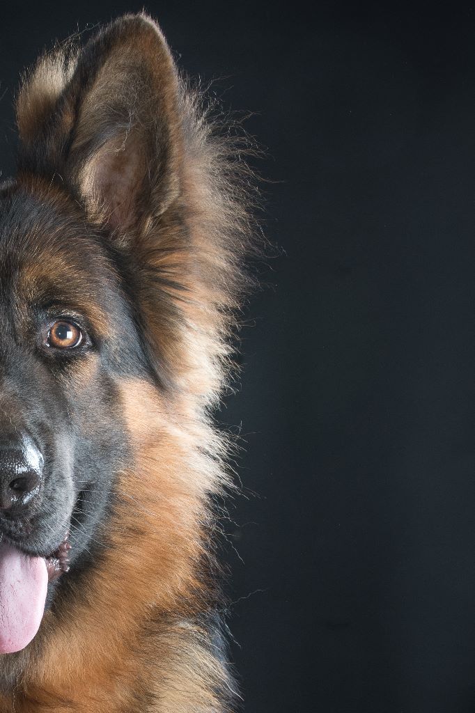 Publication : Du domaine du parc Auteur : Nous