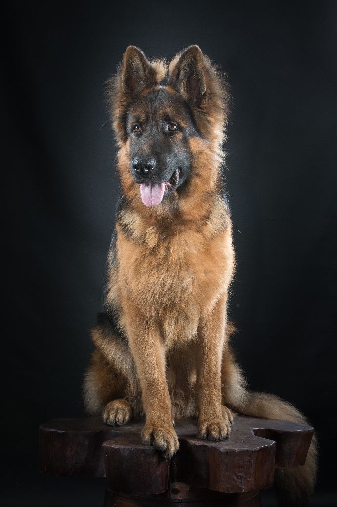 Publication : Du domaine du parc Auteur : Nous