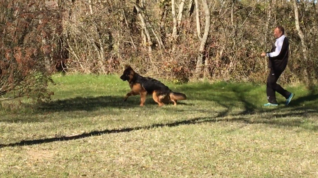 Publication : Du domaine du parc Auteur : Nous