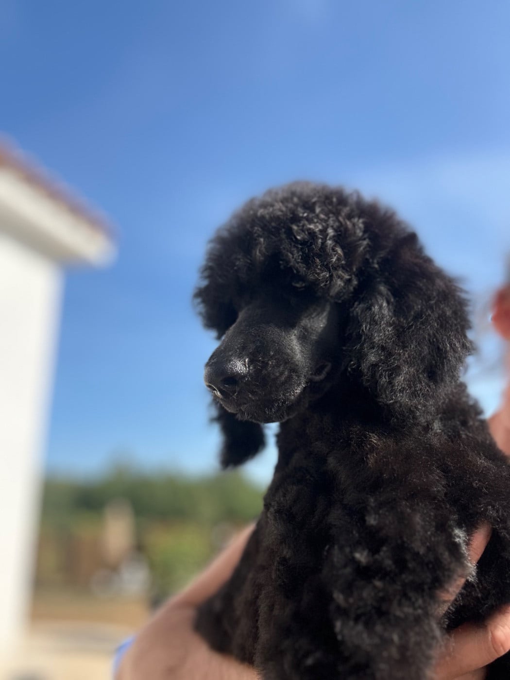 Beyonce black - Caniche