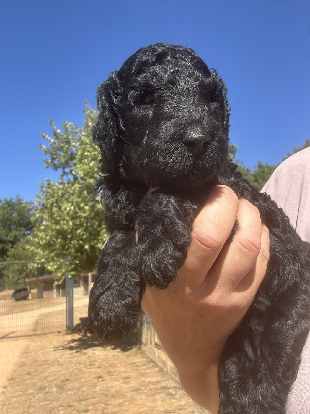 Buddleia - Caniche