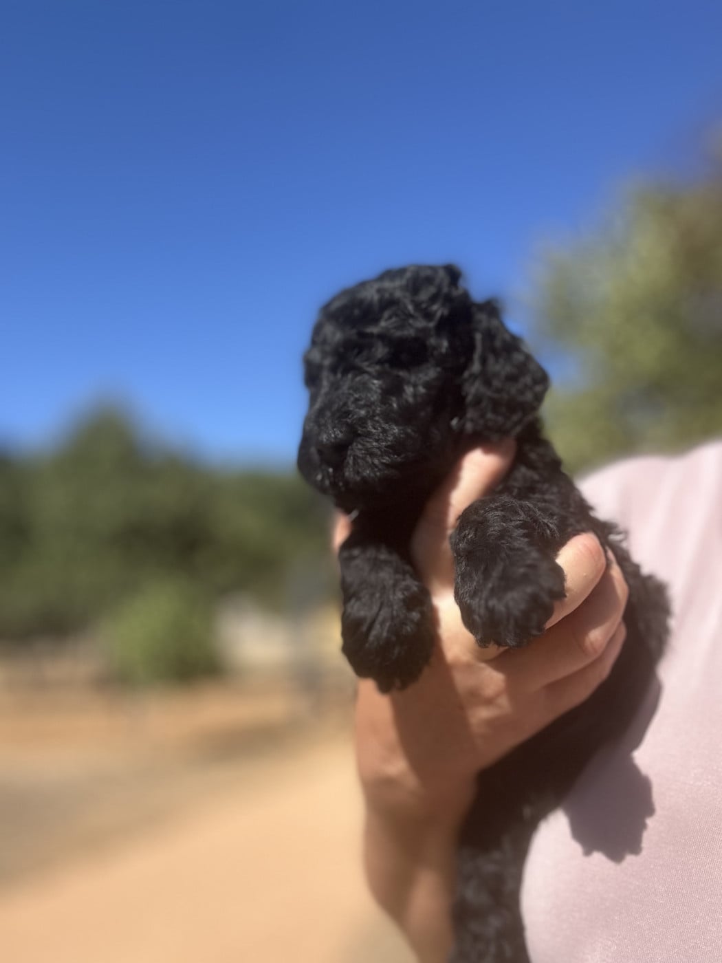 Buckimgam - Caniche