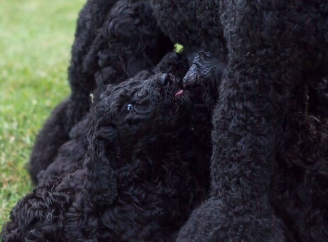 CHIOT - Caniche