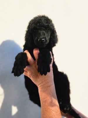 Les chiots de Caniche