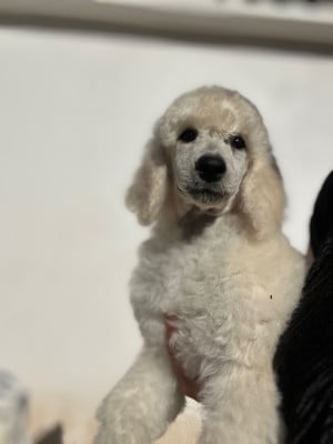 Les chiots de Caniche