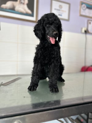 Les chiots de Caniche