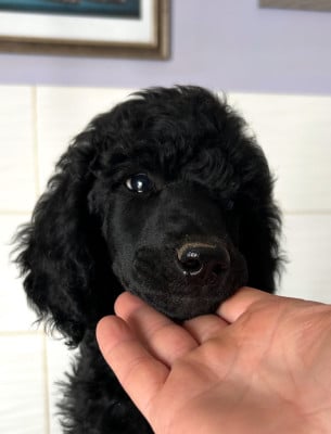 Les chiots de Caniche