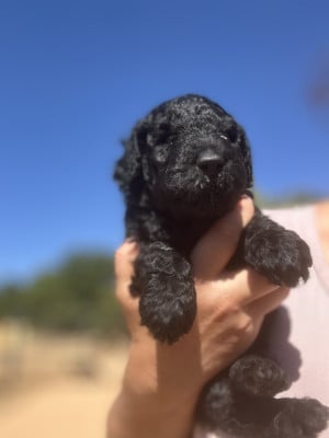 Bora bora - Caniche