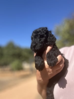 Buckimgam - Caniche