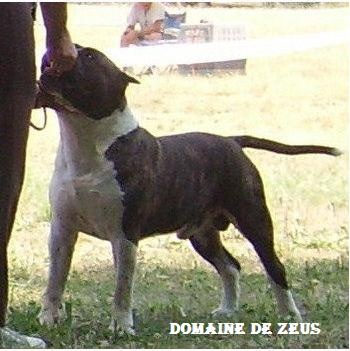 CH. Ultimo of combreux du domaine de Zeus - 1er exc CACS en Ouverte Mâle