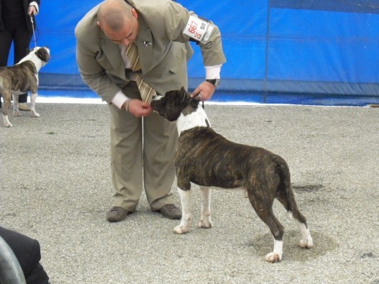 CH. Ultimo of combreux du domaine de Zeus - 1er exc RCACS-RCACIB ouverte mâle