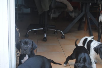 Les chiots de Pointer