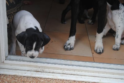 Les chiots de Pointer