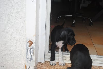 Les chiots de Pointer