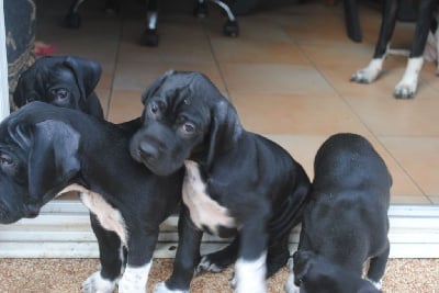 Les chiots de Pointer