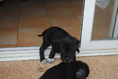 Les chiots de Pointer