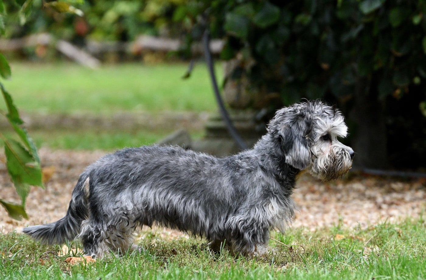 Flick z medunkove strane