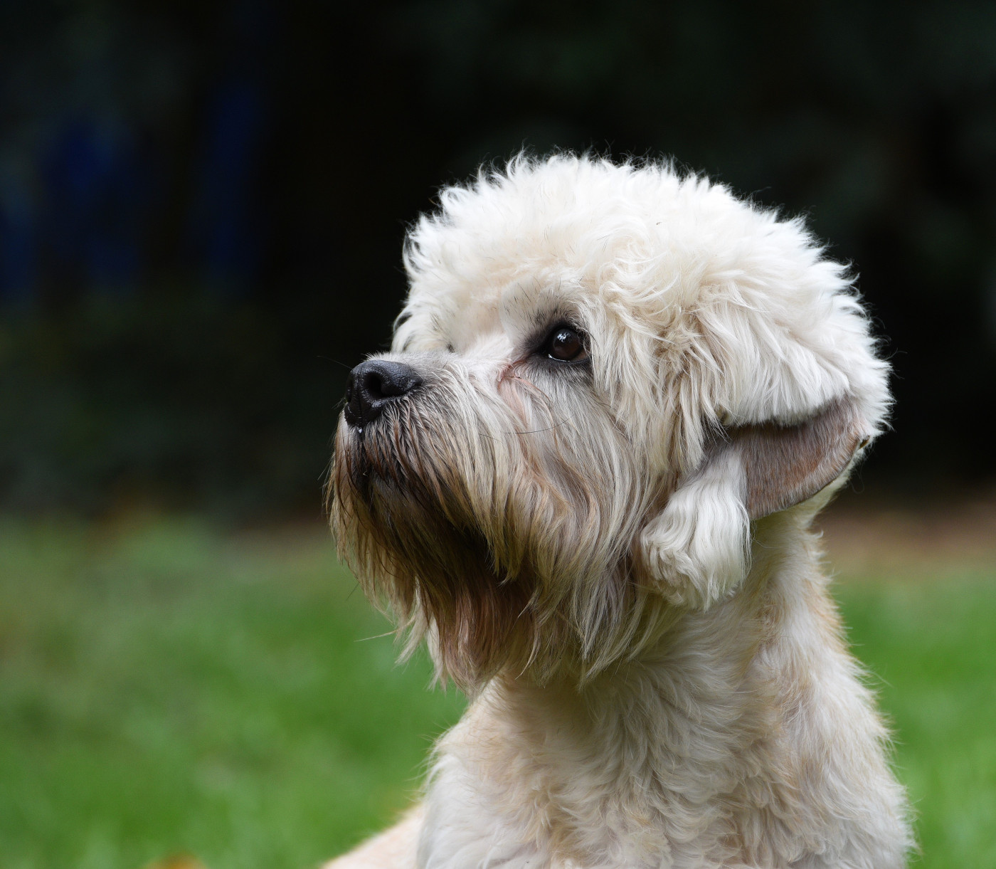 Ukine De La Dandiemania