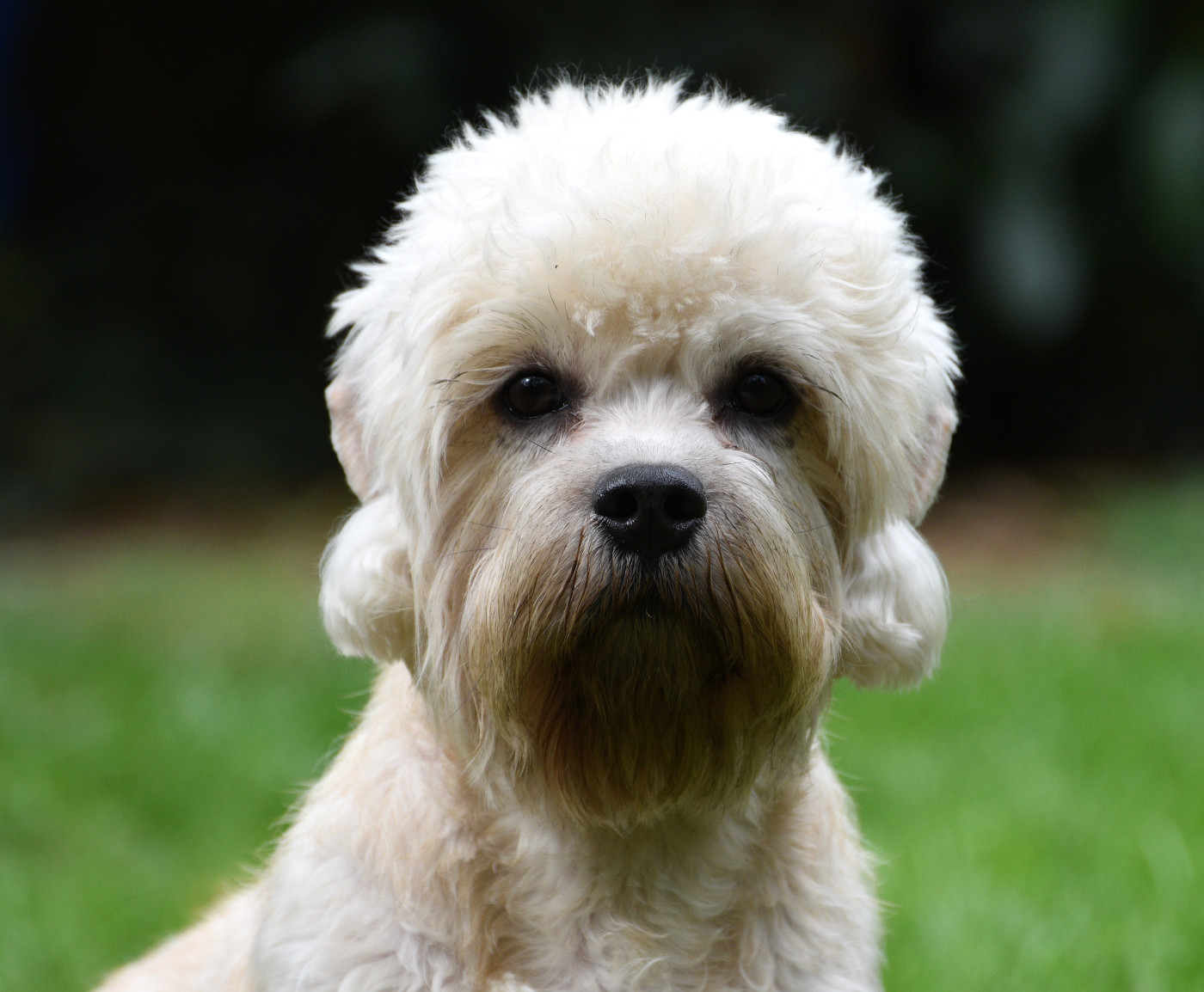 Ukine De La Dandiemania