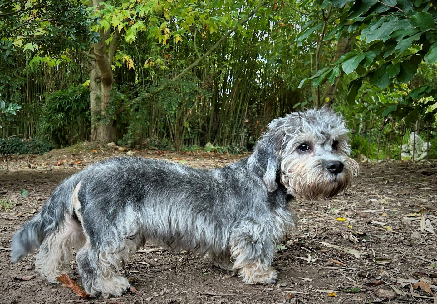 Flick z medunkove strane