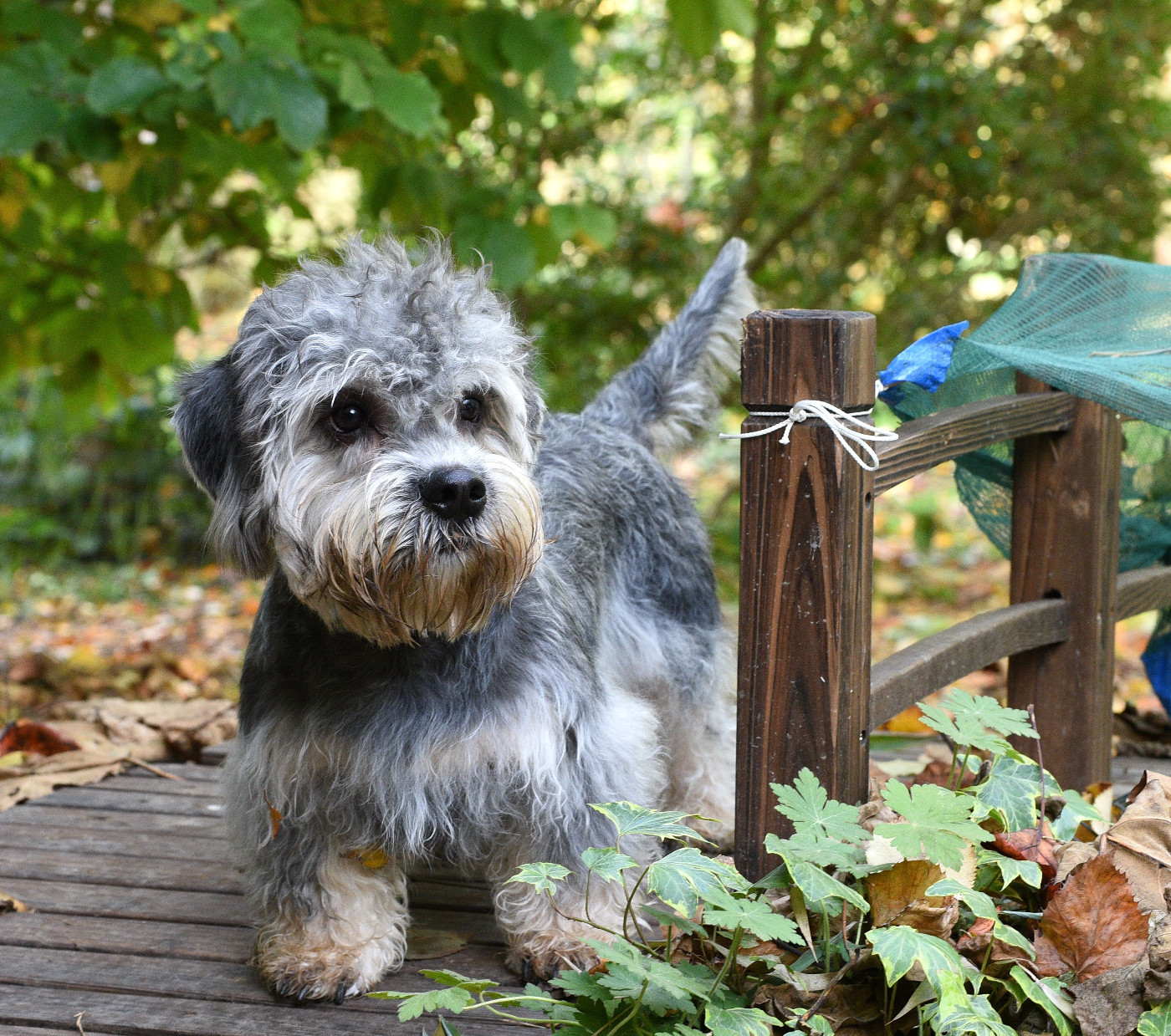 Flick z medunkove strane