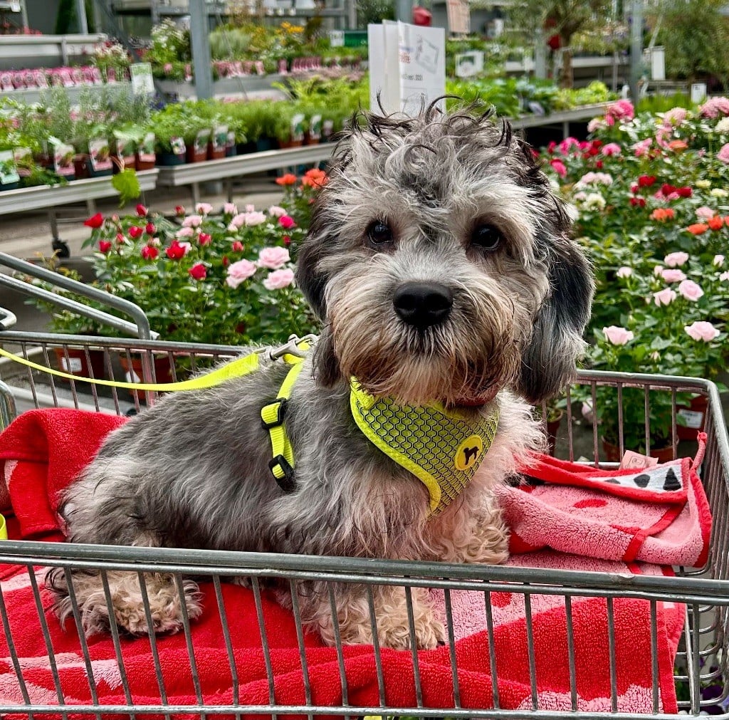 Flick z medunkove strane