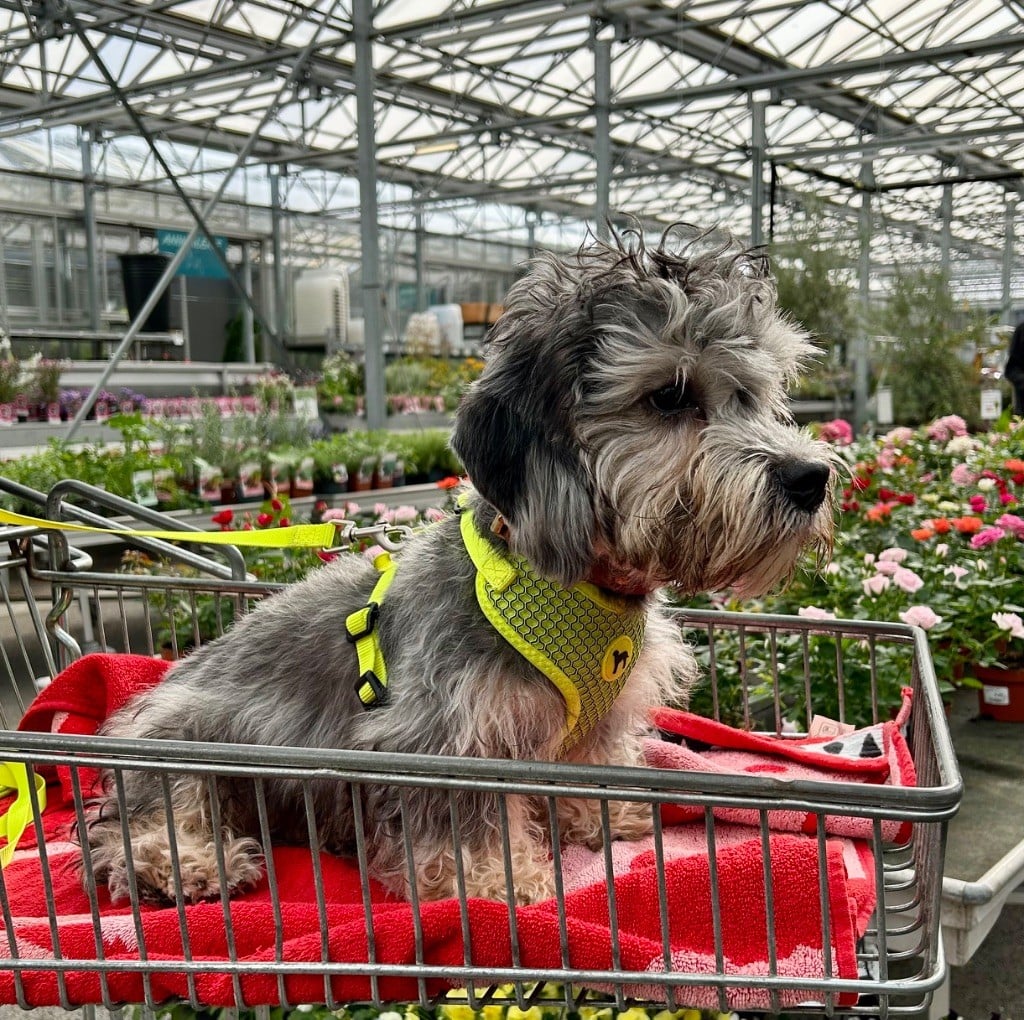 Flick z medunkove strane