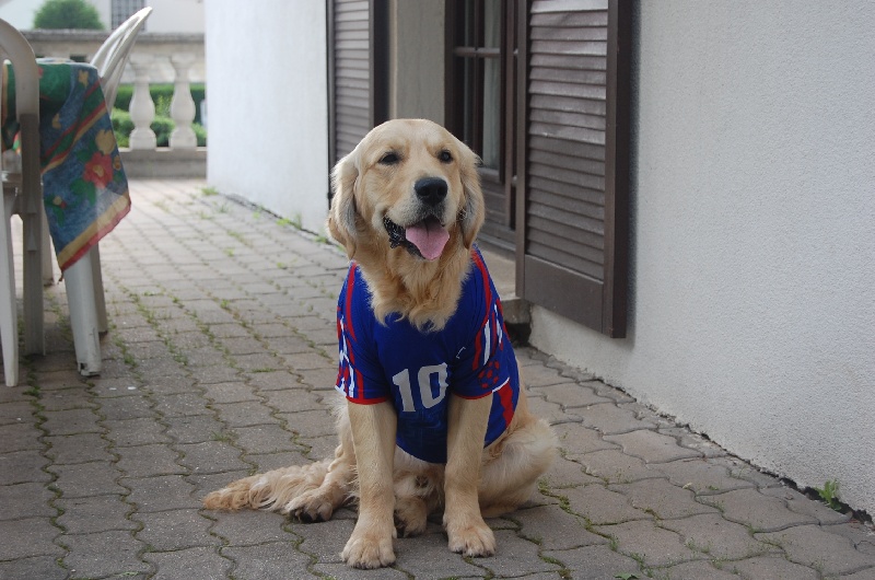 https://www.chiens-de-france.com/photo/eleveurs/22/4372/album/7de530a0-481c-74c4-151b-f58ee5903183.jpg
