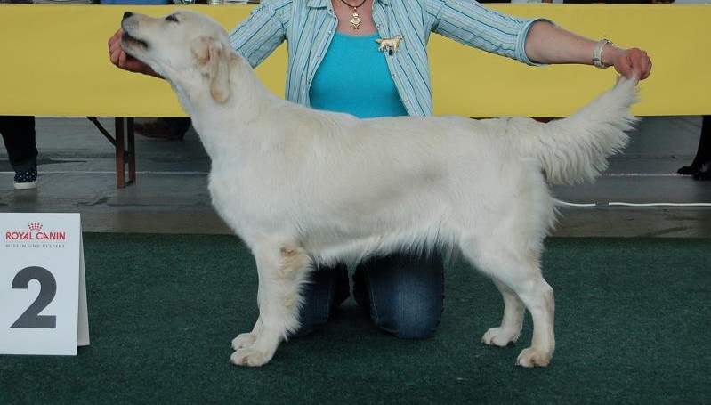 Divine idylle De virlevent - 2ème Excellent Réserve VDH