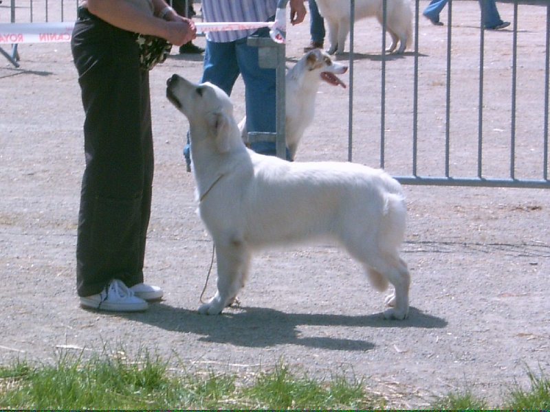 Divine idylle De virlevent - 4ème Excellent